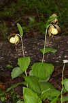 Kentuckey lady's slipper